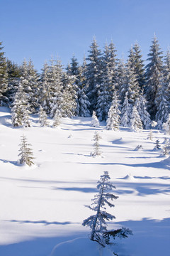 山上的雪