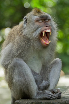猴（Macaca fascicularis）
