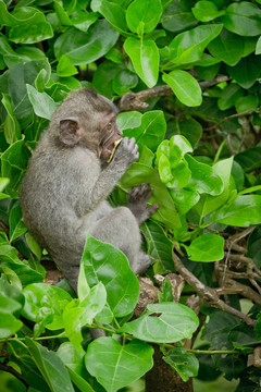 猴（Macaca fascicularis）