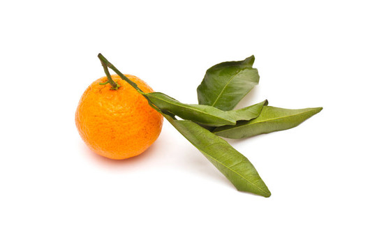 成熟的Tangerine夜店在白色背景