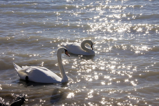 天鵝在Balaton