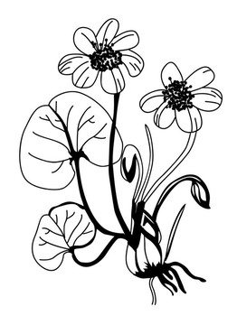 白色背景上的田野花剪影插圖