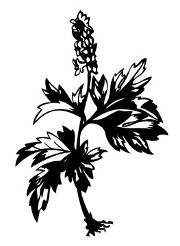 白色背景上的田野花剪影插圖