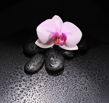 黑石頭和蘭花