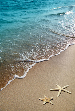沙灘上的海星
