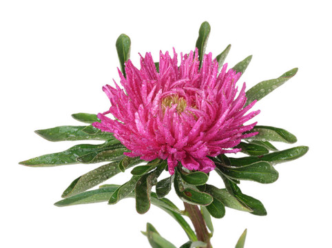 粉紅色的中國(guó)紫菀