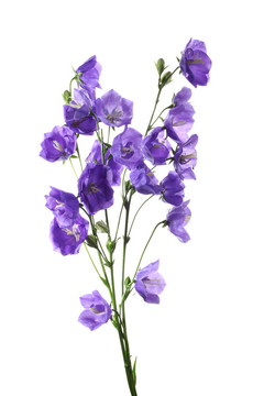 新鮮的藍(lán)色和白色花束