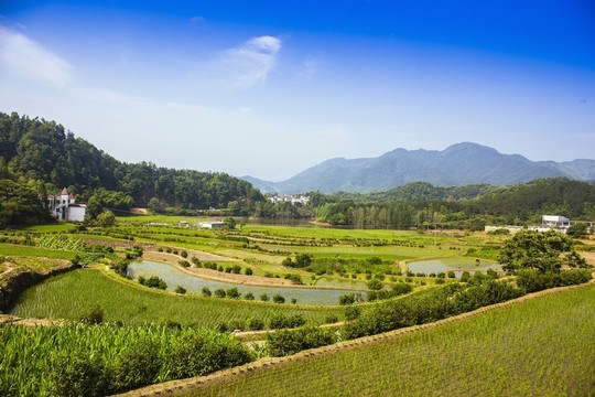 田野