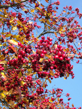 野生的紅漿果