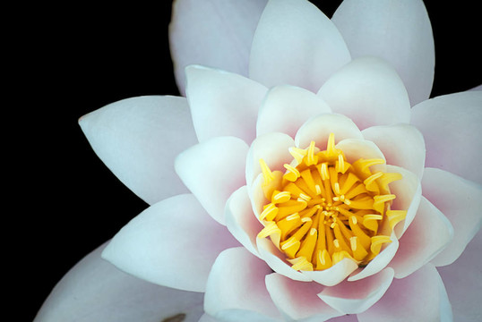 白蓮花