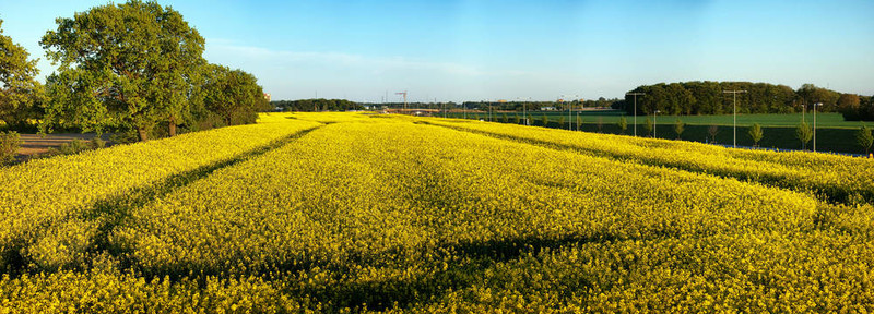 油菜田全景