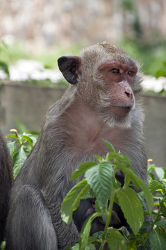 Hua Hin Monkey 02