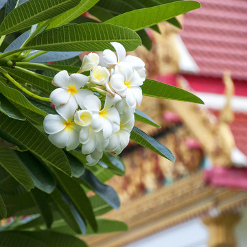花寺
