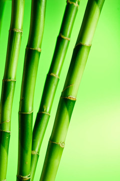 竹