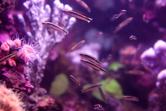魚(yú)與海生活