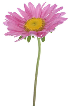 中國紫菀