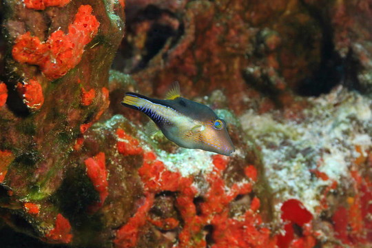 sharpnose河豚