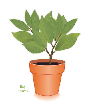 Clay Flowerpot灣葉草