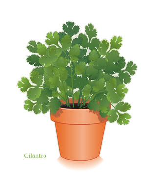 芫荽葉草Clay Flowerpot