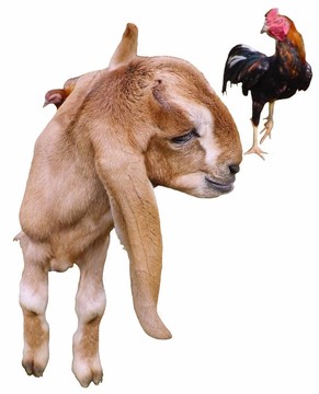 小山羊和公雞
