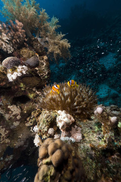 ?？诩t海玻璃魚。