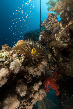 ?？诩t海玻璃魚。