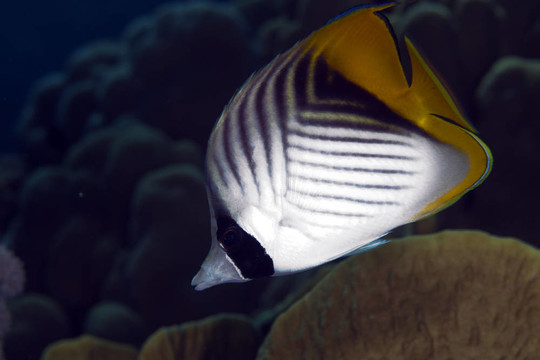 揚(yáng)幡蝴蝶魚(yú)（chaetodon御夫座）