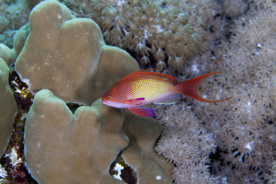 lyretail小魚在紅海。