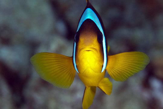 小丑魚（公子bicinctus）