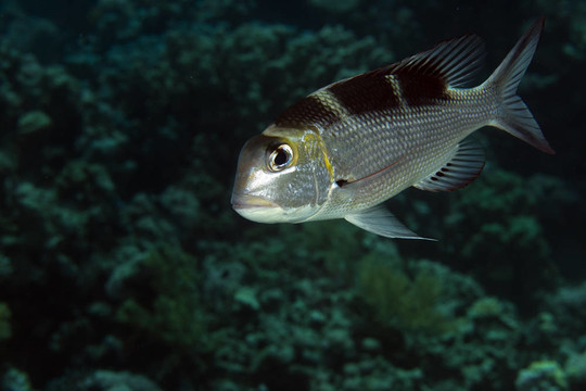 大眼皇帝（單趨性grandoculis）