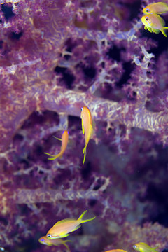 在紅海的珊瑚小魚。