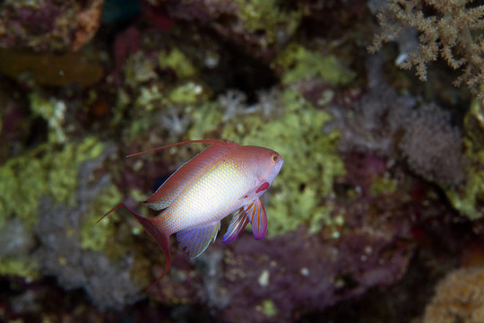 lyretail小魚在紅海。