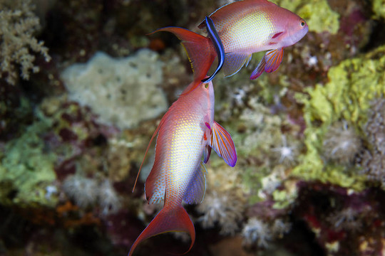 lyretail小魚在紅海。