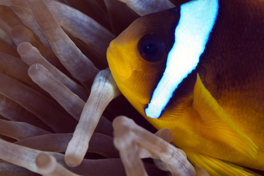 小丑魚（公子bicinctus）
