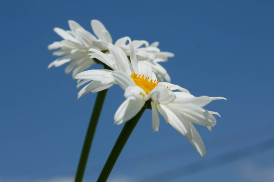 非洲菊雛菊花