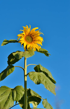 太陽花