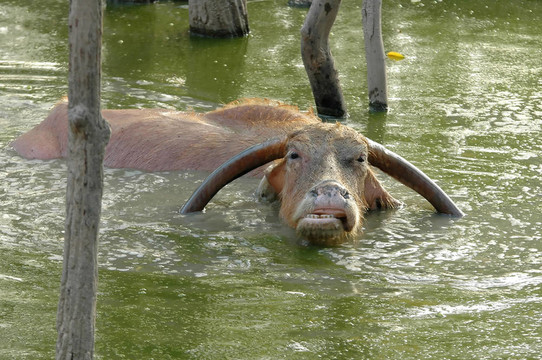 水牛