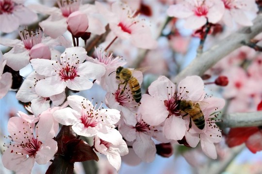蜜蜂采集花蜜