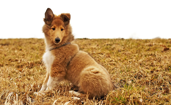牧羊犬仔