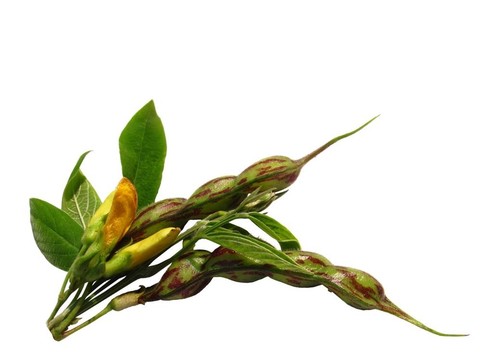 熱帶綠色豌豆（Cajanus cajan）