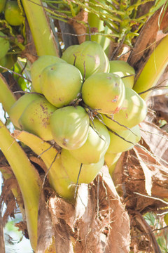 樹(shù)上的椰子樹(shù)