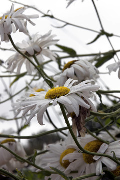 野雛菊