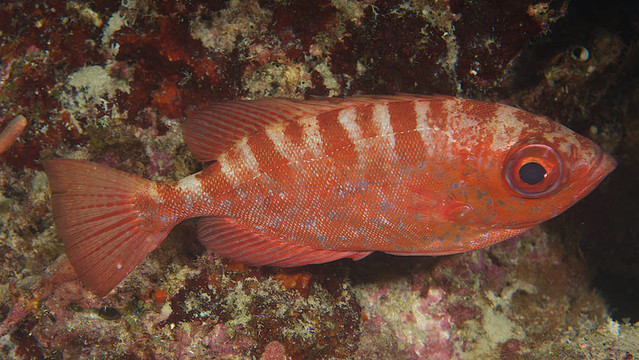 斑鳍大眼鲷栖息在一个遮蔽部分的珊瑚礁