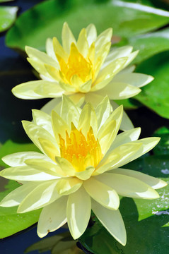 Nymphaea（特寫）。