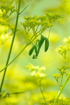 螳螂和Patrinia scabiosifolia。
