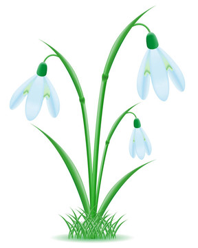 雪花蓮插畫(huà)