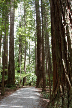 Redwood森林