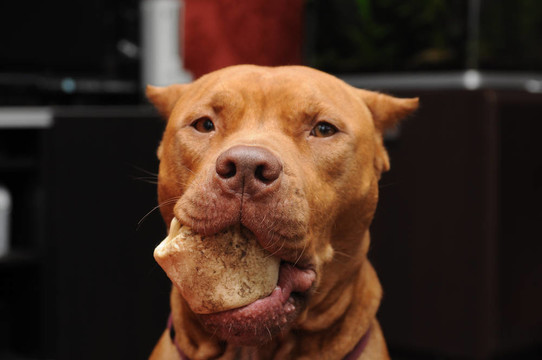 斗牛犬