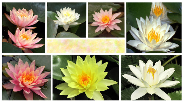 一個水百合花拼貼