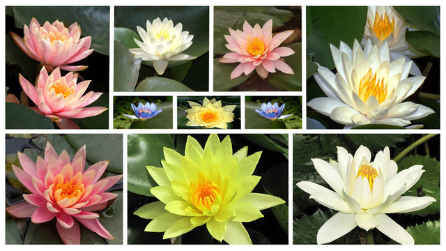 水百合花
